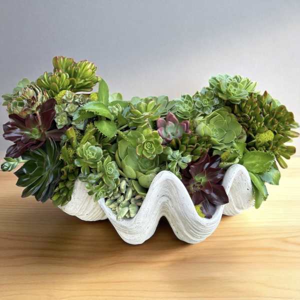 Succulent arrangement in a white wavy planter