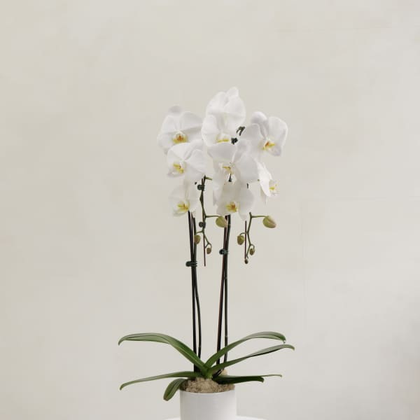 White orchid plant in a white pot on a pedestal