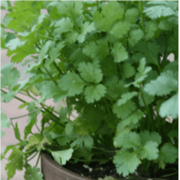 HEALING HERBS GARDEN