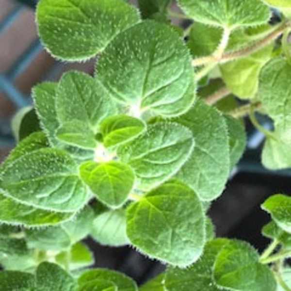 Close-up of a green leafy plant with rounded textured leaves