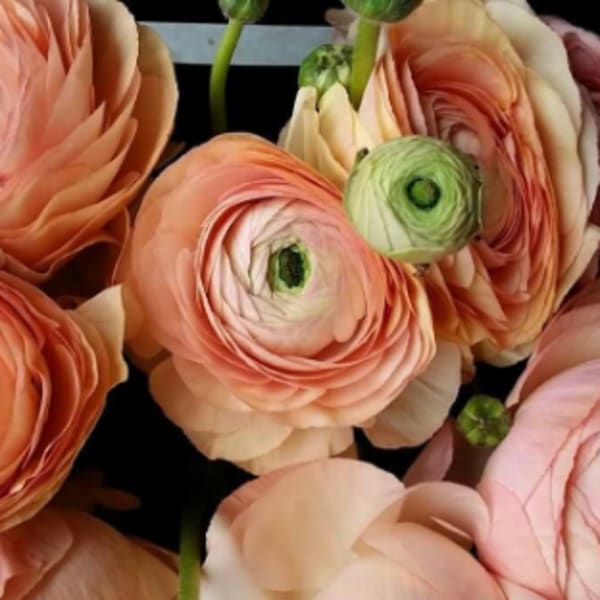 Peach ranunculus blooms arranged closely together