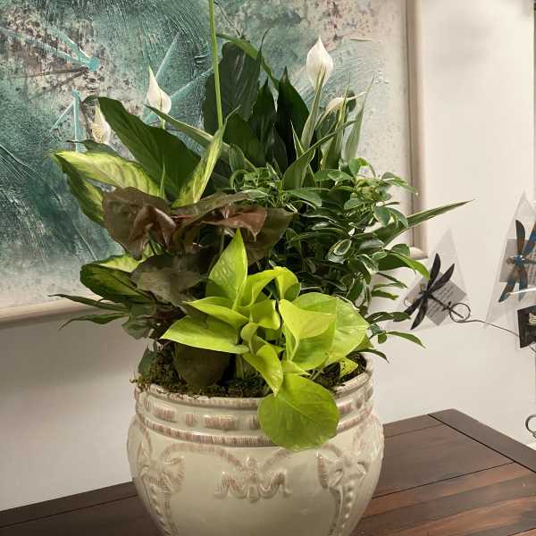 Potted arrangement of green foliage with white peace lilies in a ceramic planter