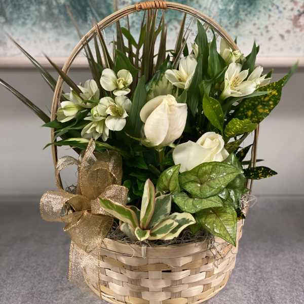 Basket arrangement with white flowers and green foliage, tied with a gold ribbon