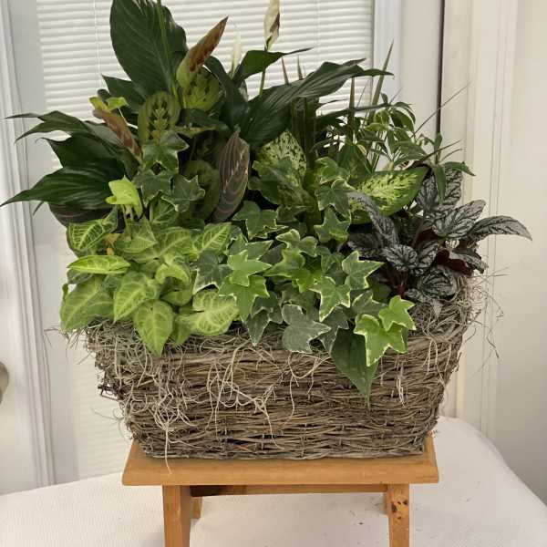 Mixed green houseplants in a woven basket planter