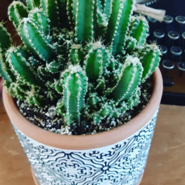 Potted cactus arrangement in a patterned ceramic pot