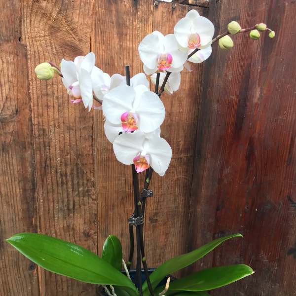 White orchid plant in a dark square pot
