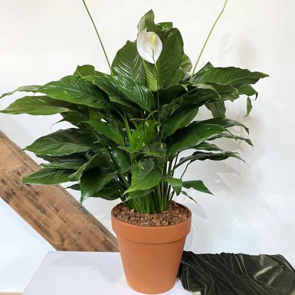 Tall potted green plant with three white blooms in a terracotta pot