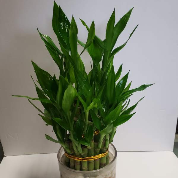 Potted lucky bamboo plant in a clear glass container
