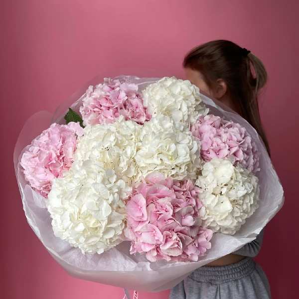 Large bouquet of pink and white hydrangeas wrapped in white paper