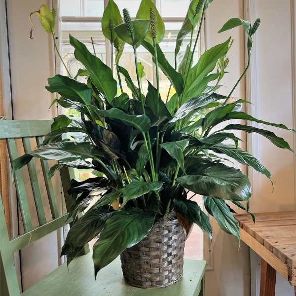 Potted peace lily plant in a woven basket on a chair