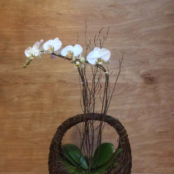 White orchid stems in a woven basket planter
