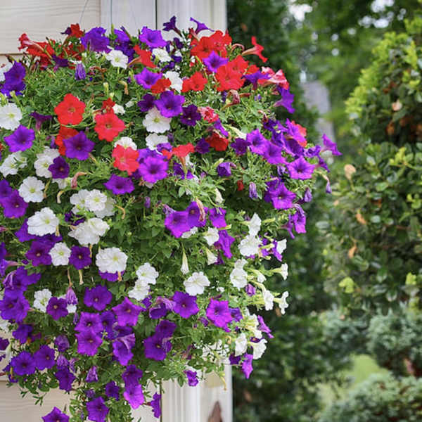 Hanging basket of purple, red, and white petunias