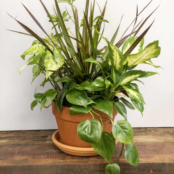 Mixed potted houseplants in a terracotta pot with saucer on a wooden surface.