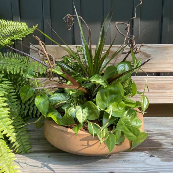 Low dish garden of assorted green foliage plants in a round tan planter on a bench