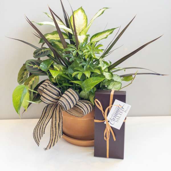 Potted mixed green houseplant arrangement with striped bow and a boxed gift beside it.