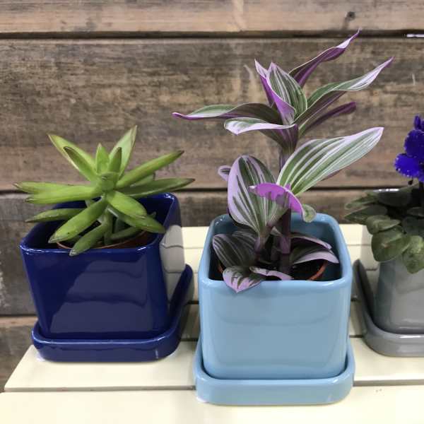 Three small potted plants in square ceramic pots