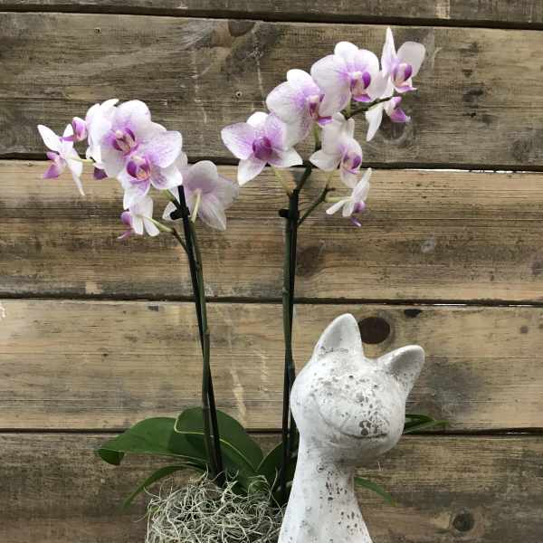 Potted orchid with pink-white blooms beside a white cat statue