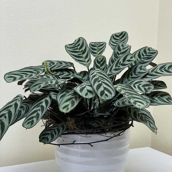 Potted plant with striped oval leaves in a white ceramic pot