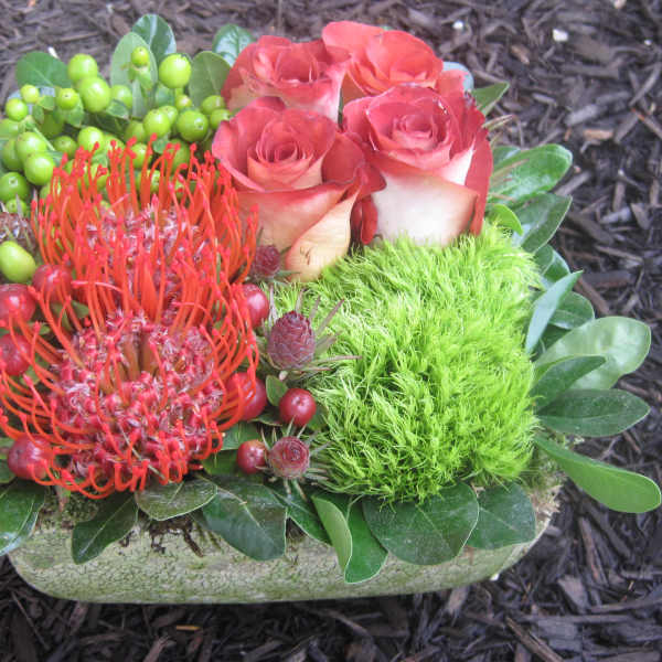 PK Naturals bi color