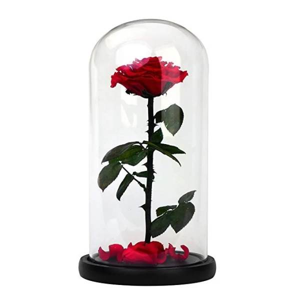 Single red rose under a glass dome on a black base