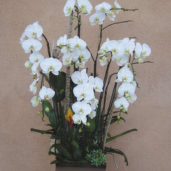 White orchid arrangement in a square planter with a small candle beside it