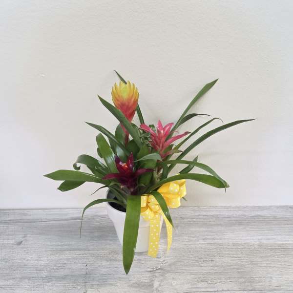 Mini Bromeliad Plant Garden