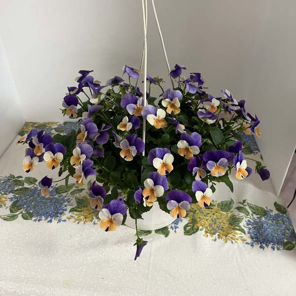 7" Pansy Hanging Basket