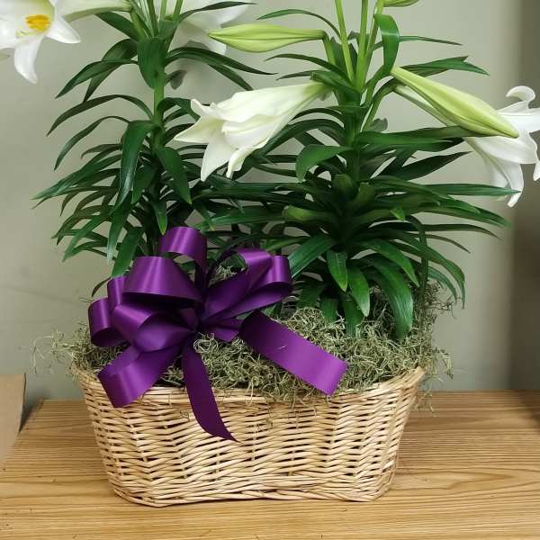 Double Easter Lily in Basket