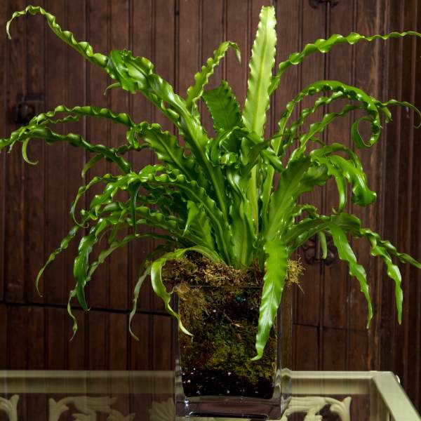 Are My Roots Showing?