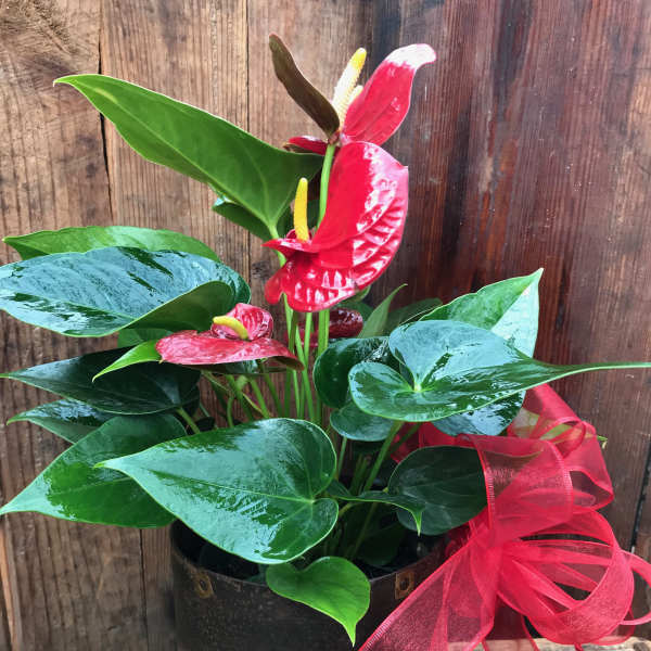 Potted anthurium plant with red blooms and a red ribbon