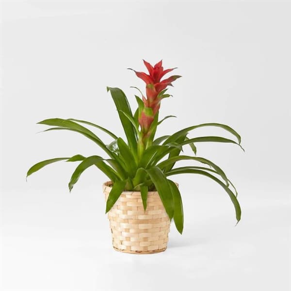 Potted bromeliad with red bloom in a woven basket