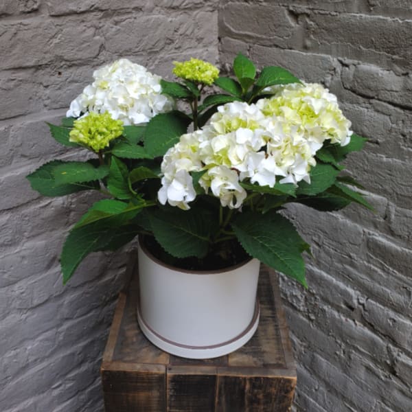 Potted white and pale green hydrangea plant in a white container on a wooden crate.