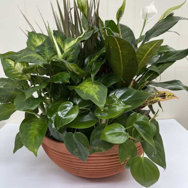 Lush green potted plant arrangement with white peace lily blooms