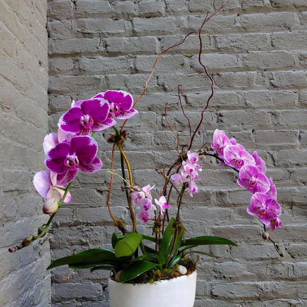 Colorful Multi-Orchid Planter