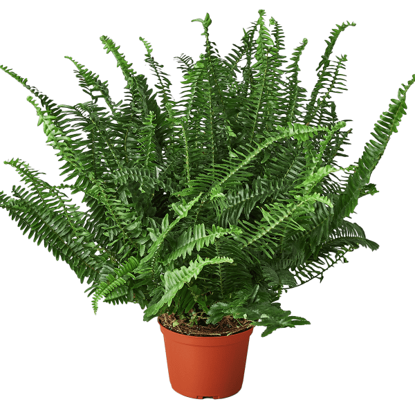 Potted fern plant in an orange nursery pot