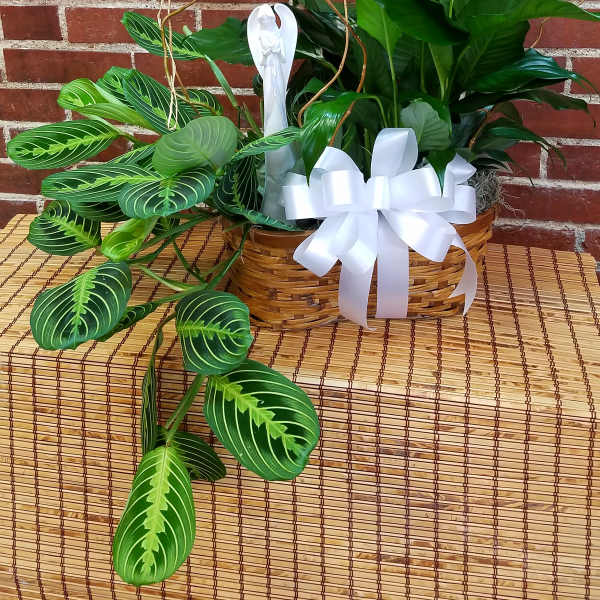 Basket arrangement of white peace lilies and trailing green foliage with a white bow