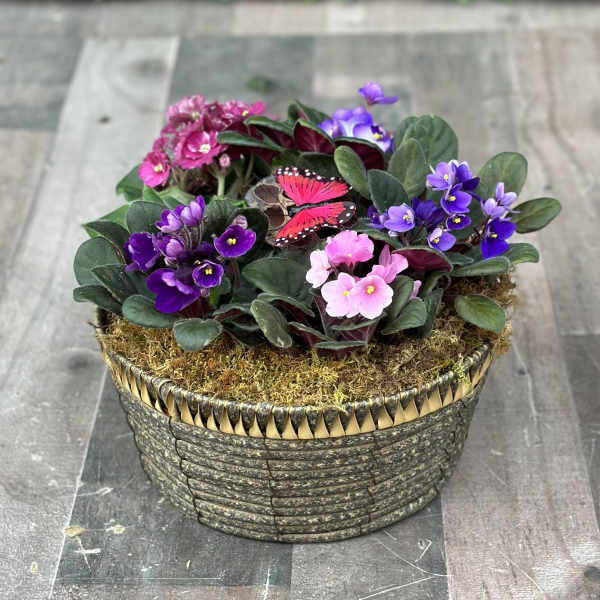 AFRICAN VIOLET BASKET