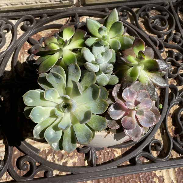 Potted succulent arrangement with green and pink rosettes