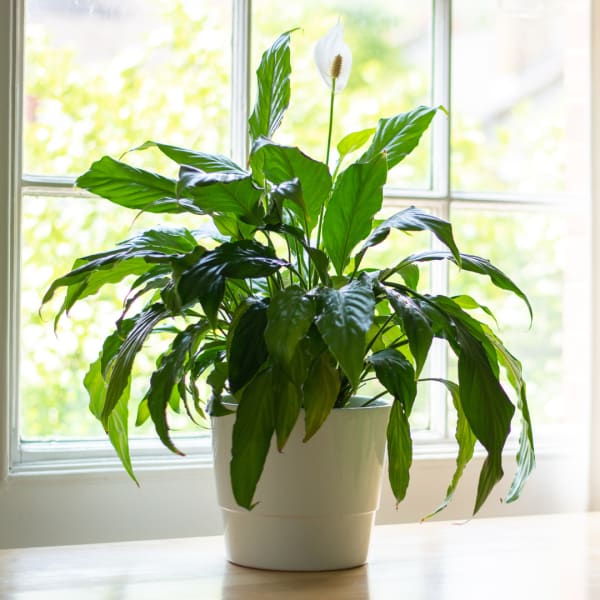 Potted peace lily with one white bloom in a white container by a bright window.
