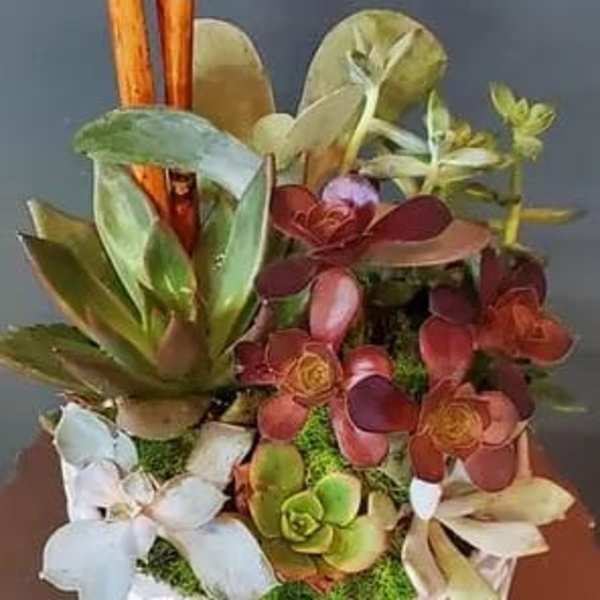 Assorted green and burgundy succulents in a white patterned ceramic pot with vertical wooden sticks.
