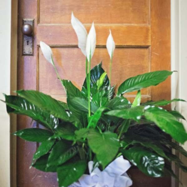 Potted green plant with tall white blooms and a white bow in front of a wooden door
