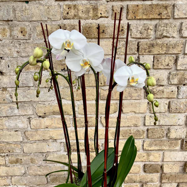 White orchids in a white ceramic pot with tall red stakes