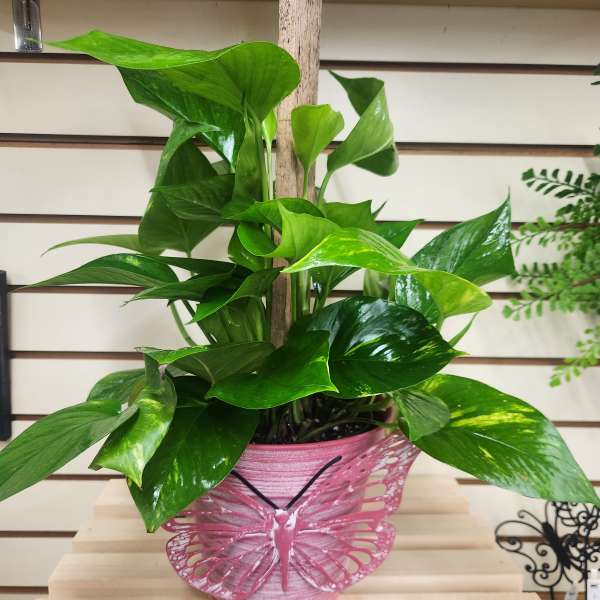 Potted green houseplant in a pink butterfly planter