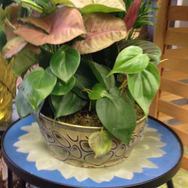 Potted tropical foliage arrangement in a decorative bowl