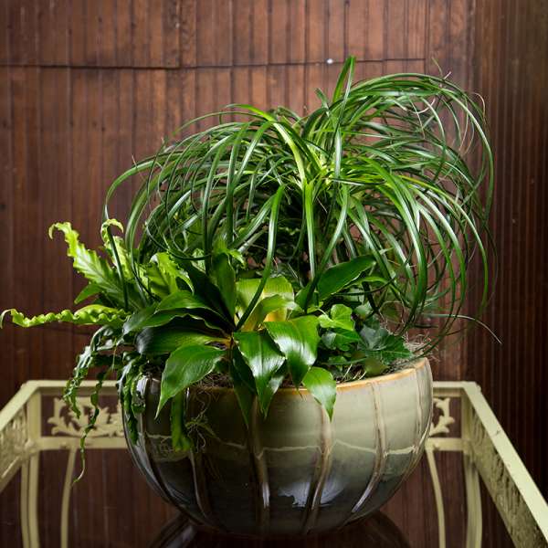 Potted green plant arrangement in a round ceramic bowl