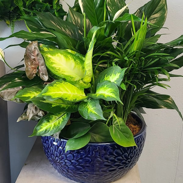 Large potted arrangement of green houseplants with white blooms in a blue ceramic bowl
