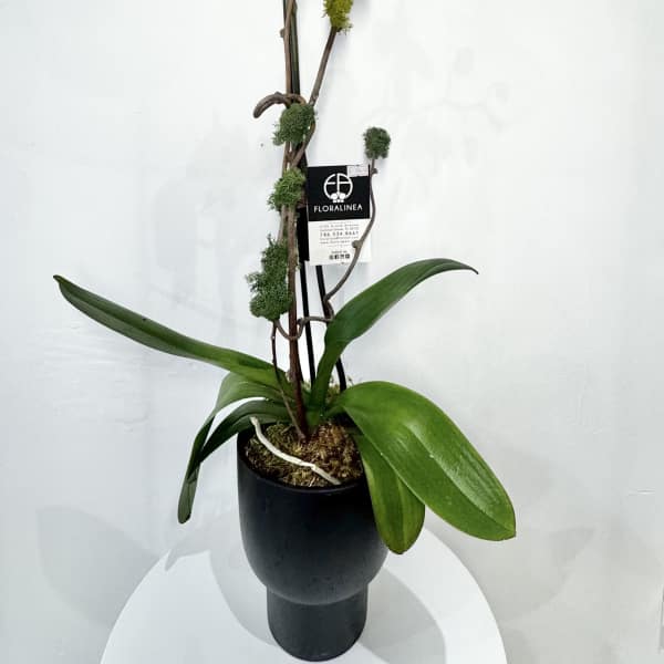 Potted purple orchid with a tall arching stem in a black planter