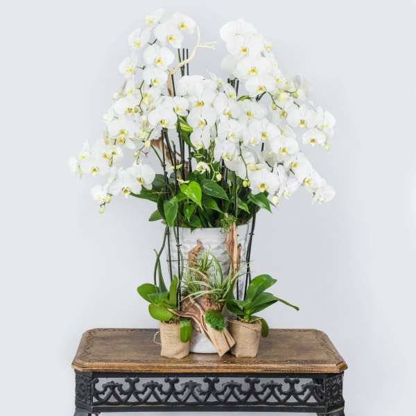 White orchid arrangement in a white pot with small potted plants
