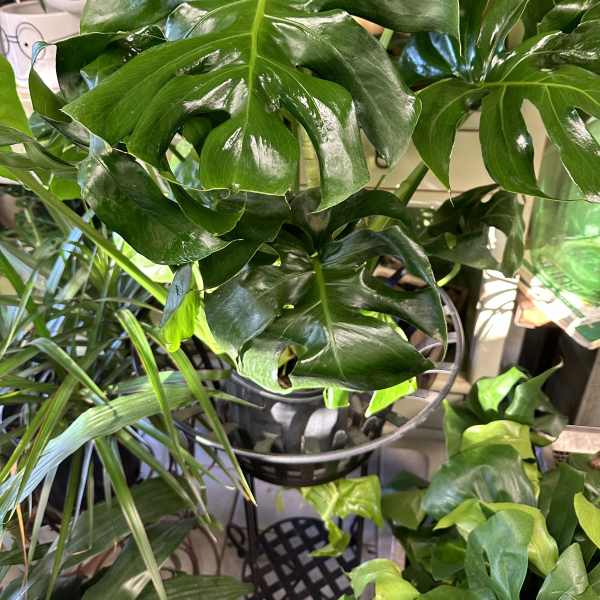 Potted tropical plant with large glossy split leaves