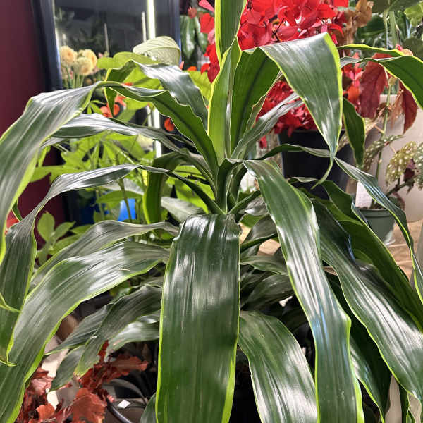 Potted dracaena plant with long glossy green leaves